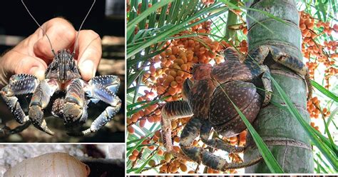 coconut crab in the philippines|Troubled giants: The updated conservation status of the coconut .